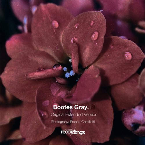 Bootes Gray - Elí [287SR]